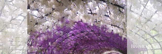 Tunel de Wisteria, Japón-Bivestour